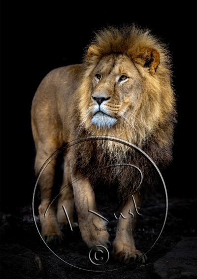Fotonummer 1 Leeuw met watermerk