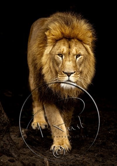 Fotonummer 2 Leeuw met watermerk
