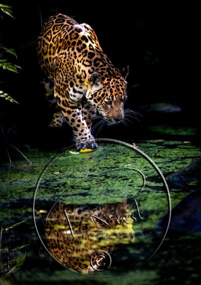 Fotonummer 3 Jaguar met watermerk