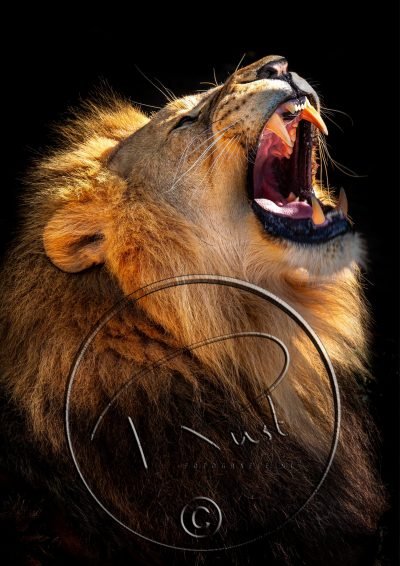 Fotonummer 5 Leeuw met watermerk