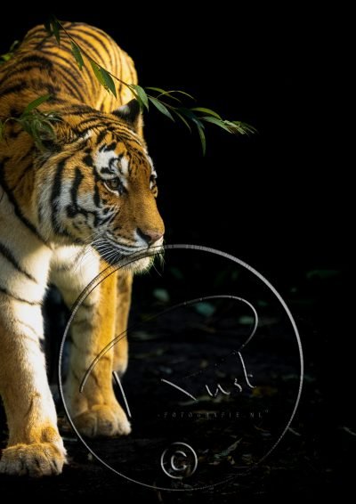 Fotonummer 6 Tijger met watermerk
