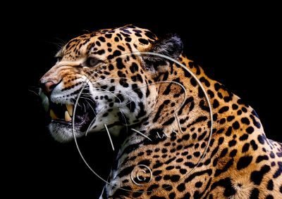 Fotonummer 7 Jaguar met watermerk