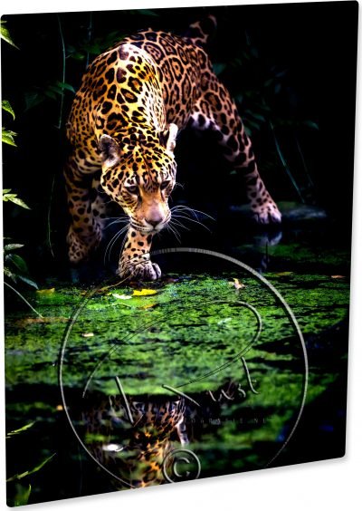 Chromaluxe aluminium fotopaneel